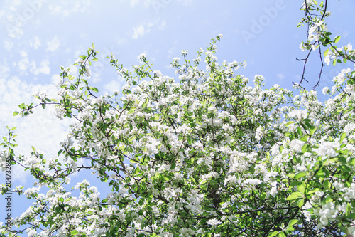 View of blossoming apple tree and bright blue sky at the springtime. Natural beauty concept.