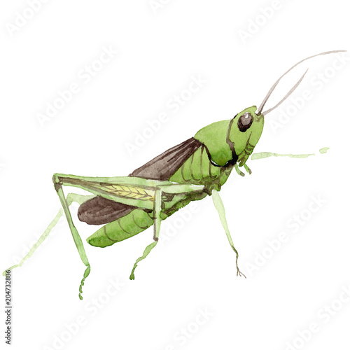 Принти на полотні Exotic crickets  wild insect in a watercolor style isolated