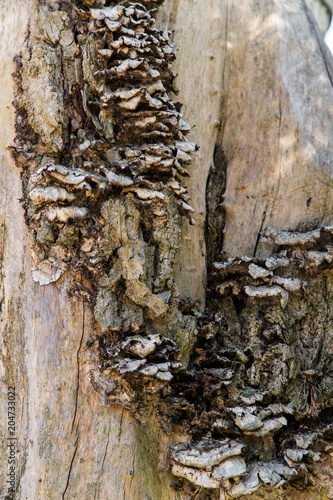 Close up vie of bark texture and tree excrescence