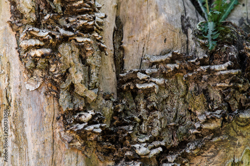 Obraz na plátne Close up vie of bark texture and tree excrescence