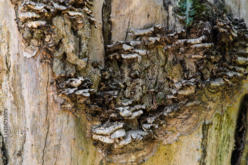 Fotografi Close up vie of bark texture and tree excrescence