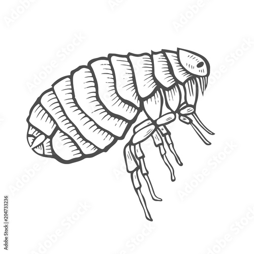 Flea insect parasite