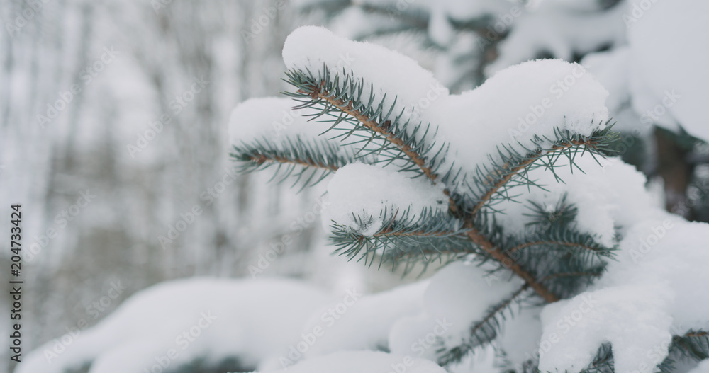 blue spruce twigs covered by snow blue spruce twigs covered by snow