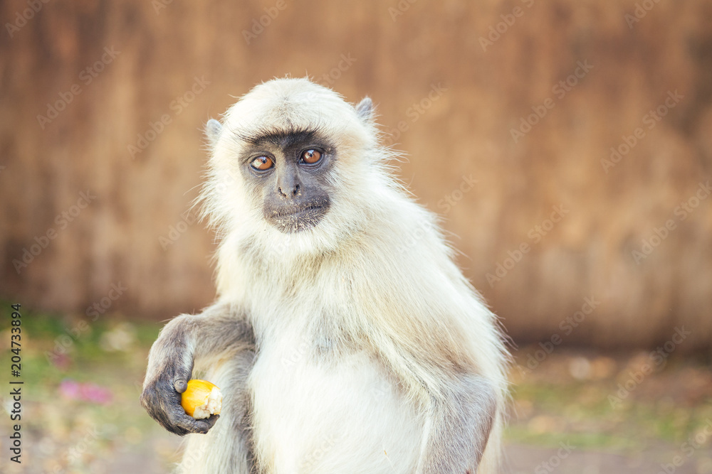 gray monkey in jaipur