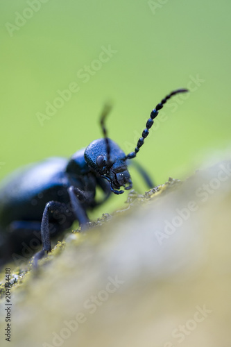 black oil beetle