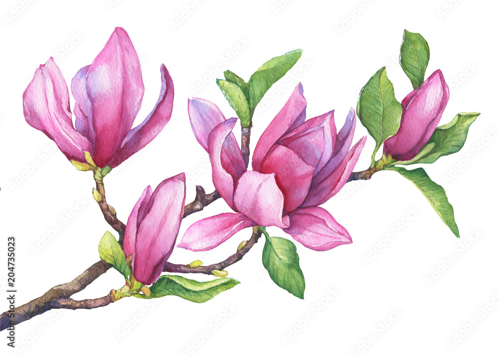 Fototapeta premium Branch of purple magnolia liliiflora (also called mulan magnolia) with flowers and leaves. Botanical watercolor hand drawn painting illustration, isolated on white background.