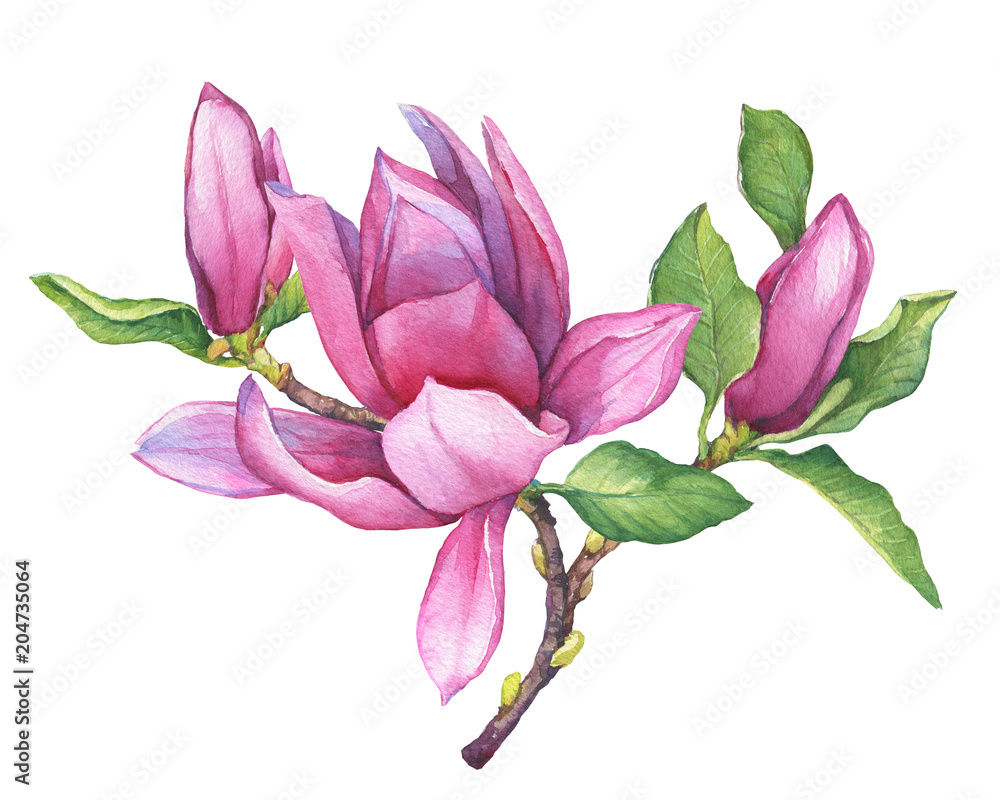 Naklejka premium Branch of pink magnolia liliiflora (also called mulan magnolia) with flowers and leaves. Botanical watercolor hand drawn painting illustration, isolated on white background.