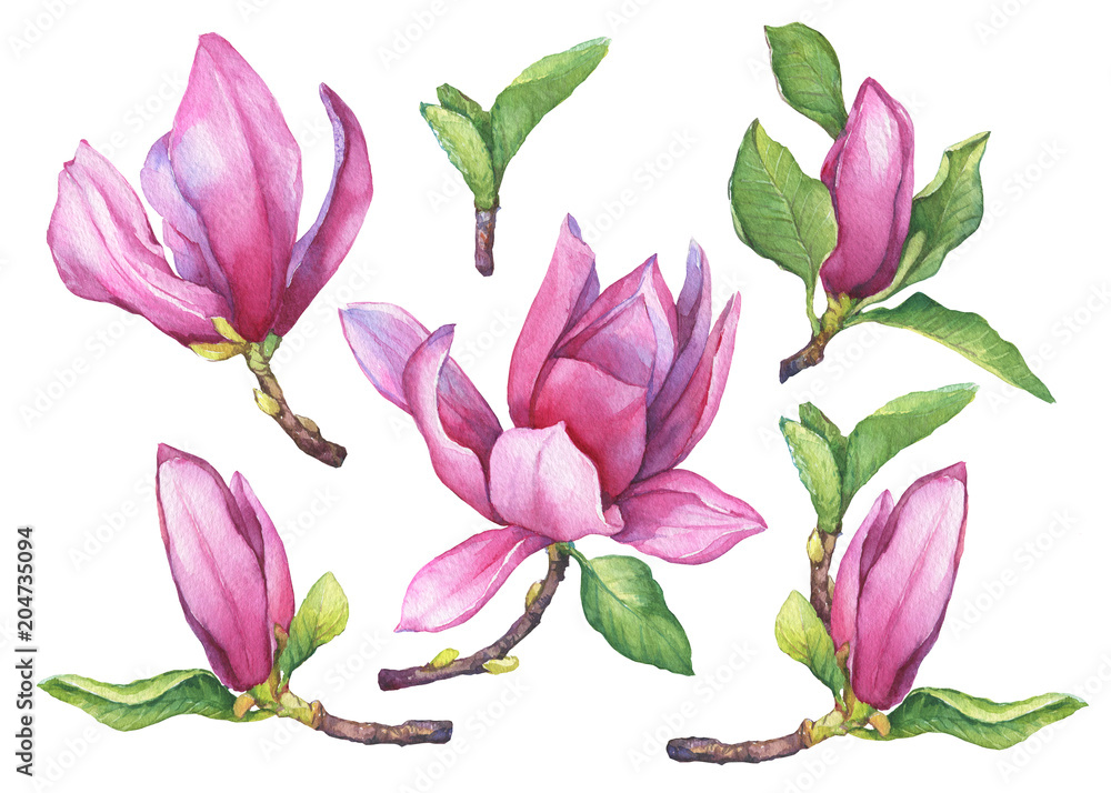 Fototapeta premium Set of blooming purple magnolia liliiflora (also called mulan magnolia) with flowers and leaves. Botanical watercolor hand drawn painting illustration, isolated on white background.