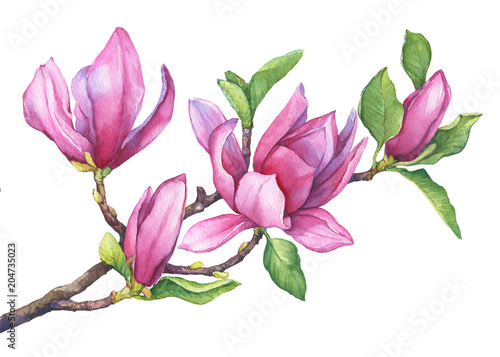 Branch of purple magnolia liliiflora  also called mulan magnolia  with flowers and leaves. Botanical watercolor hand drawn painting illustration  isolated on white background.