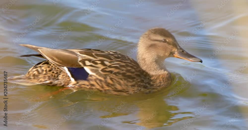 Single adult female Mallard Duck bird on pond water surface in spring nesting period Single adult female Mallard Duck bird on pond water surface in spring nesting period