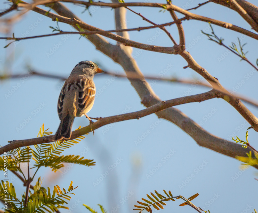 Backyard birds in Phoenix, Arizona are an eclectic bunch and perch in