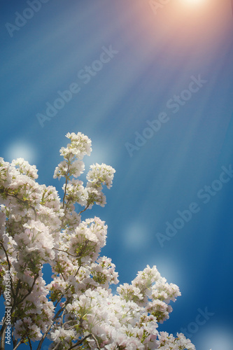 Blossom tree on nature background. Beautiful spring scene with blooming tree  flowers and sunshine in blur style. White flower border  frame