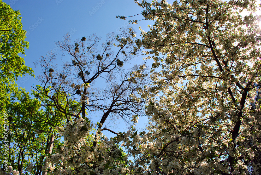 Fototapeta premium Apple tree blossom, poplar tree with young green leaves and mistletoes on top, silver maple tree green blossom and blue spring sky background, view from ground on top