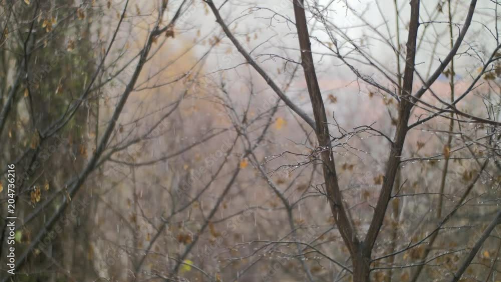 Bare trees under snow with rain in late autumn. Dull scene with bad weather Bare trees under snow with rain in late autumn. Dull scene with bad weather