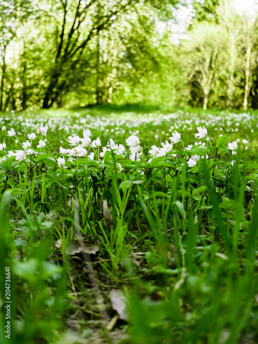 Fototapeta Naklejka Na Ścianę i Meble -  Snowdrops flowers on the forest lawn