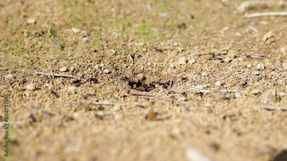 ants 2 teamwork slow motion ants 2 teamwork slow motion