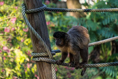 Macaco Zoo Lisboa 2 © Ricardo