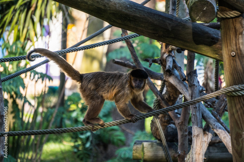 Macaco Zoo Lisboa 1