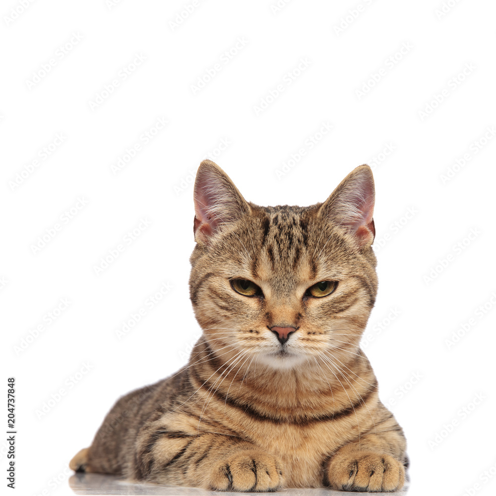 Fototapeta premium adorable tabby british fold cat lying and looking cranky