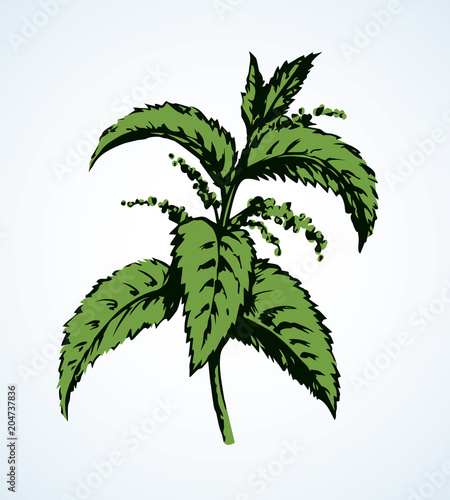 Nettles. Vector drawing