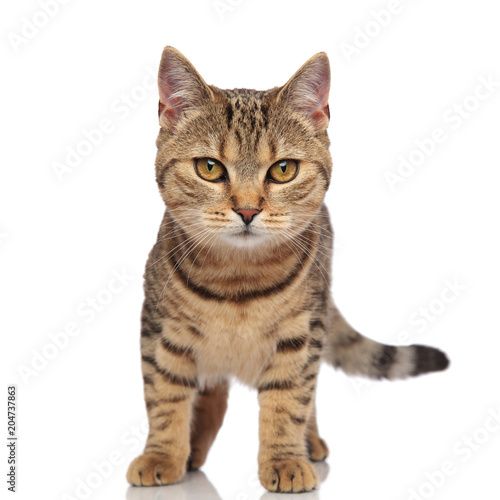 lovely tabby british fold with orange fur standing