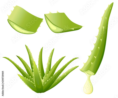 Green aloe vera plant. Cut pieces of aloe vera. Serum and collagen natural extracts vitamin for skin care cosmetic. Vector illustration isolated on white background