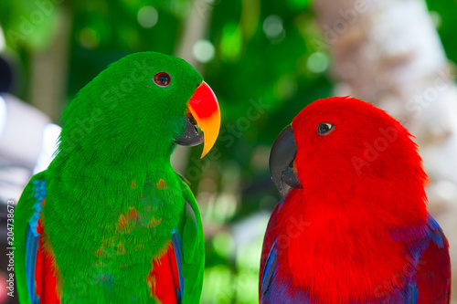 Lori parrots