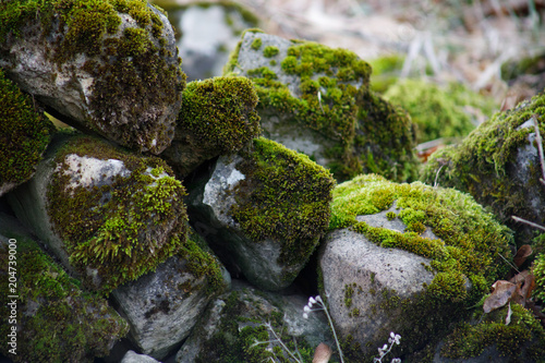 Moss-covered stone. Beautiful moss and lichen covered stone. Bright green moss Background textured in nature. Natural moss on stones in winter forest. Azerbaijan
