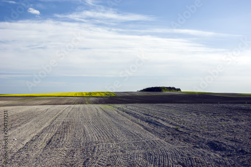 Ploughed field and rapeseed