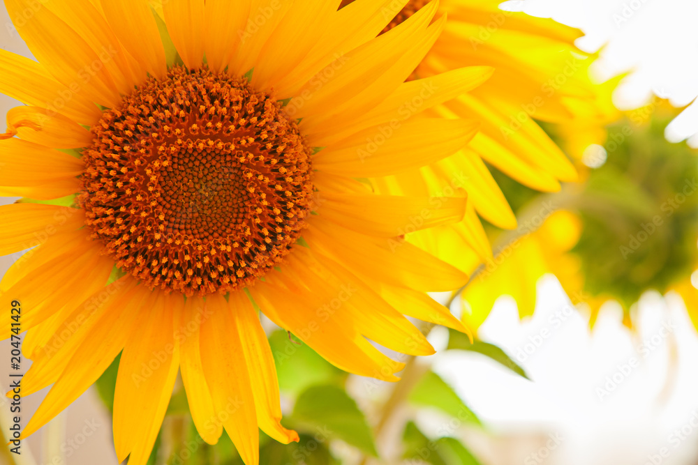 Fototapeta premium flowers