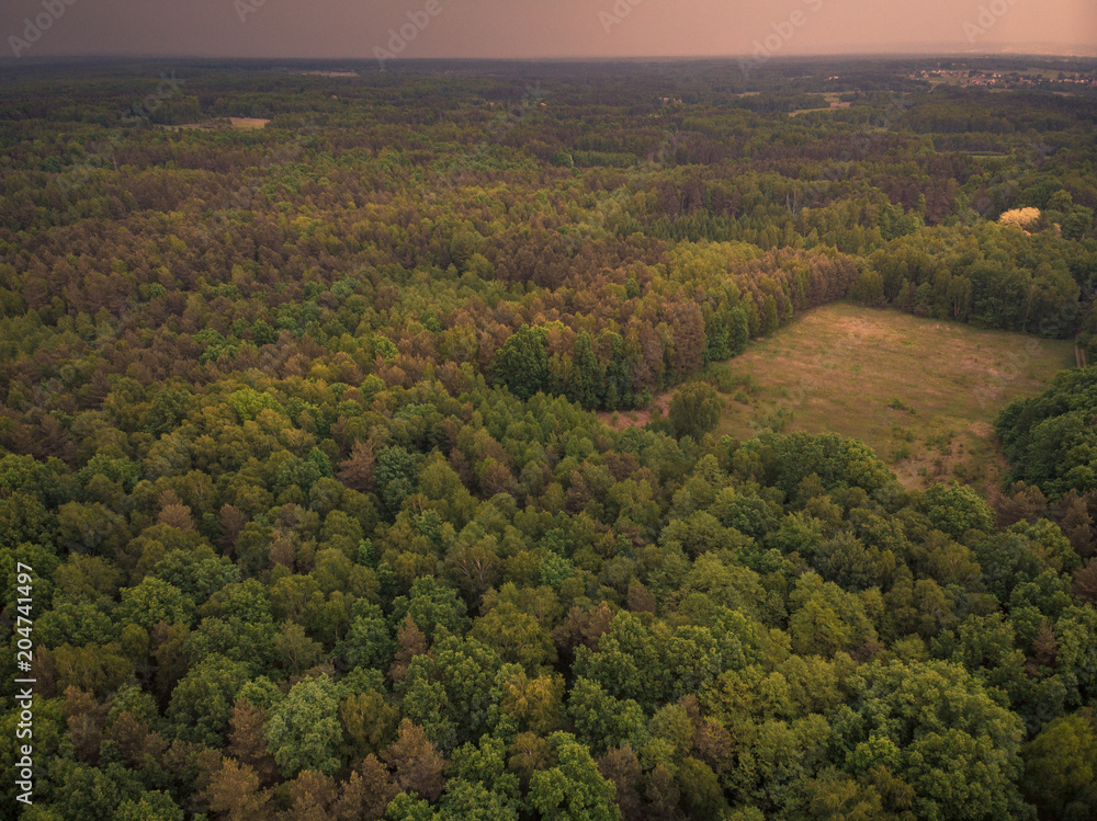 Forest till horizon, aerial toned image