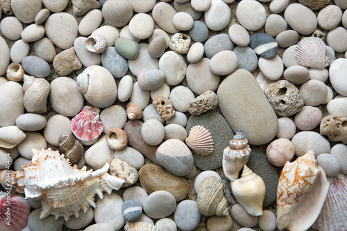 Background of sea shells and stones