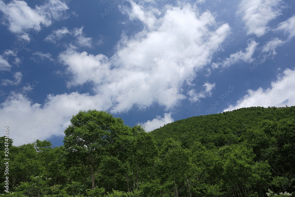 夏の高原