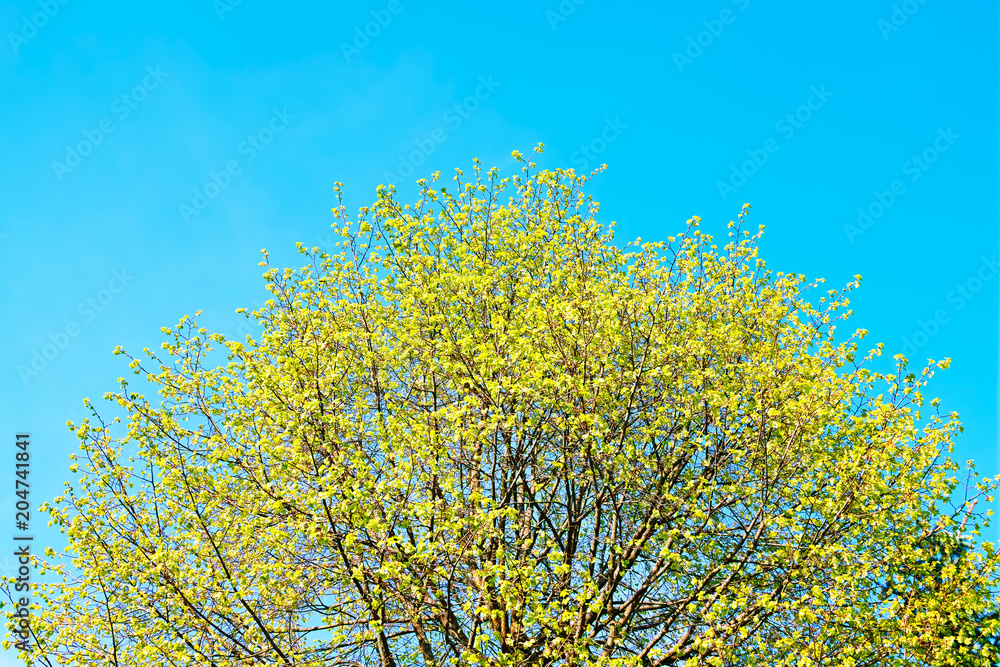 Top crown of sping tree background