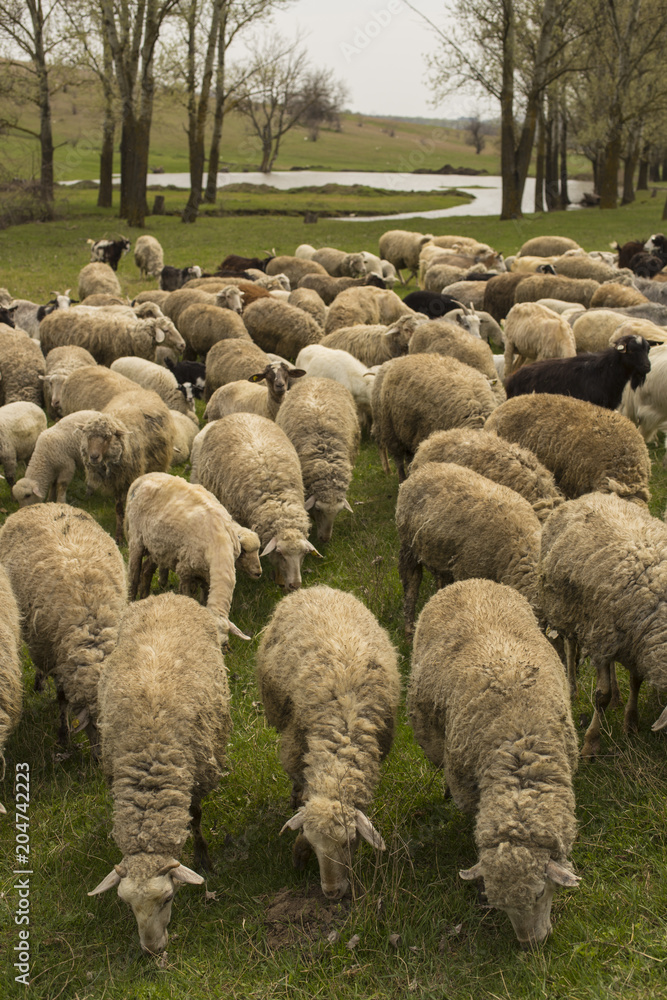 Obraz premium A herd of goats and sheep. Animals graze in the meadow. Mountain pastures of Europe.