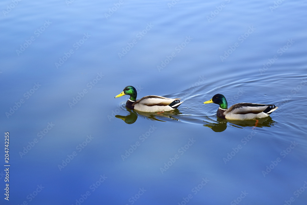 Two males, wild ducks. Beautiful waterfowl floating on the river Two males, wild ducks. Beautiful waterfowl floating on the river
