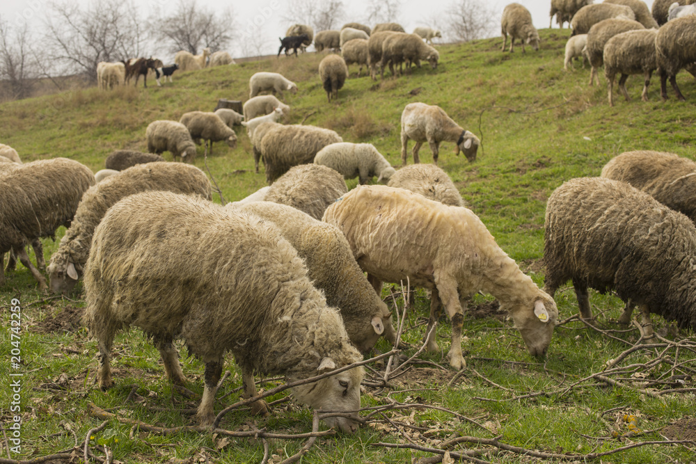Obraz premium A herd of goats and sheep. Animals graze in the meadow. Mountain pastures of Europe.