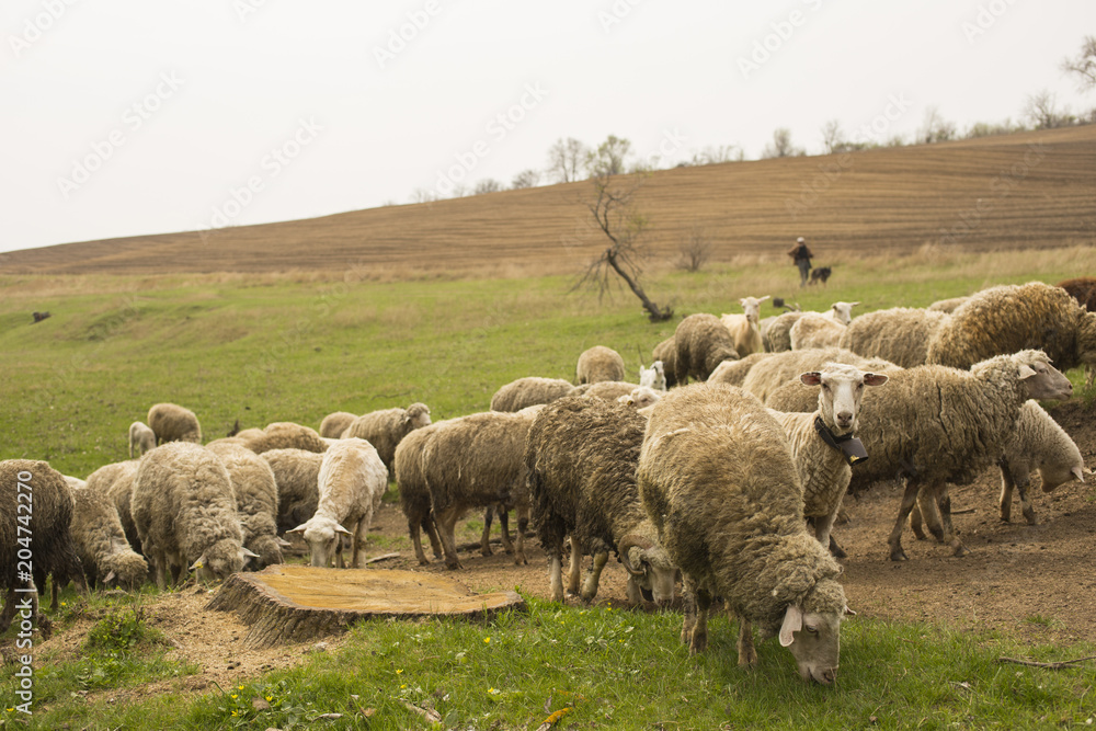Fototapeta premium A herd of goats and sheep. Animals graze in the meadow. Mountain pastures of Europe.