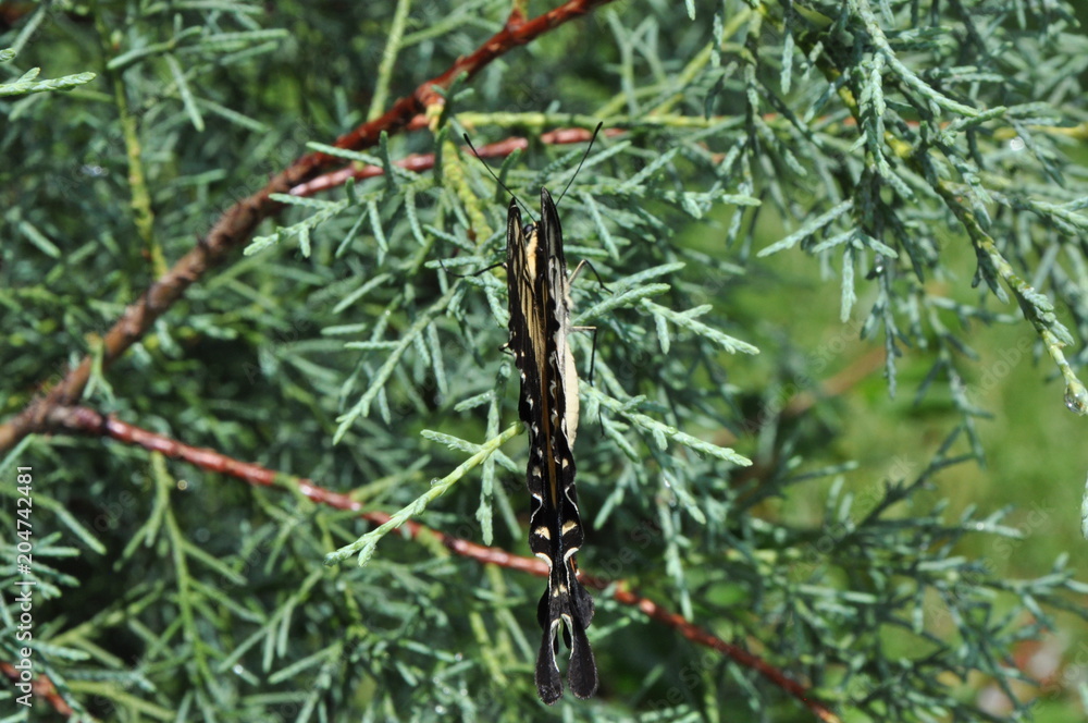Fototapeta premium papilio machaon