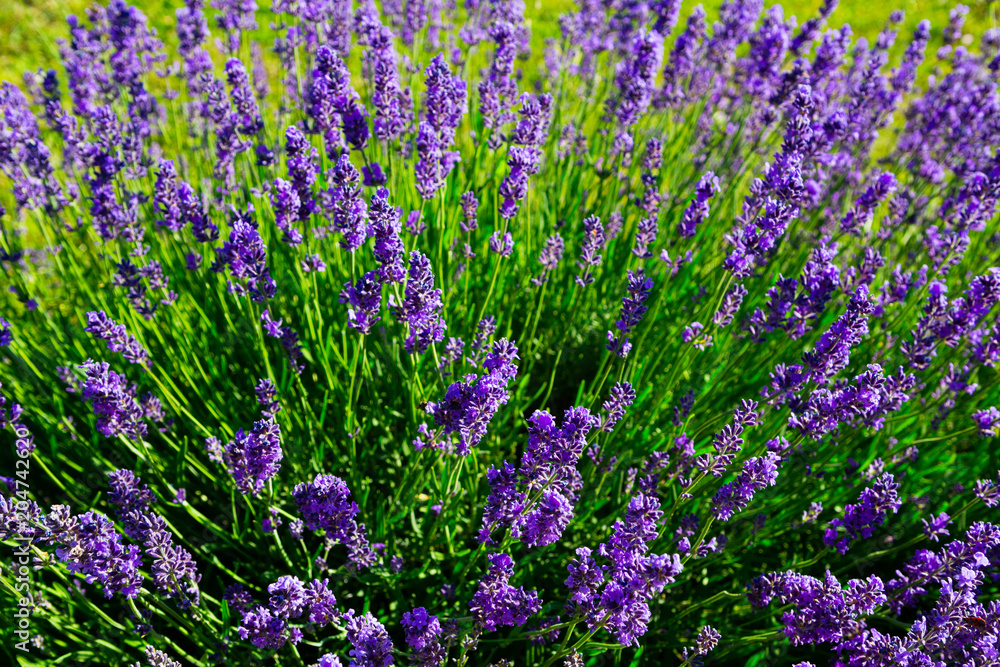 Naklejka premium purple lavender flowers