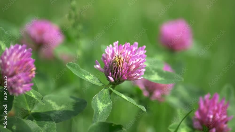 Red clover close up in green grass background Red clover close up in green grass background