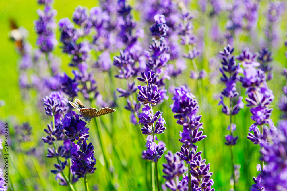 Obraz premium butterfly on purple lavender flowers