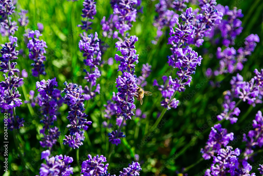 Obraz premium bee on purple lavender flowers
