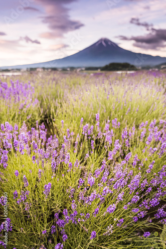 View of Mountain Fuji and lavender fields in summer season at Lake kawaguchiko