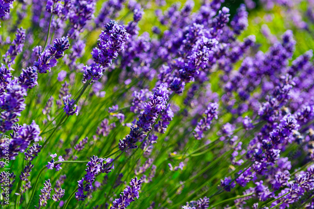 Fototapeta premium purple lavender flowers