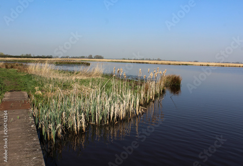 Landscape swamp and lake  Nieuwkoopse Plassen  in the Netherlands  during spirng