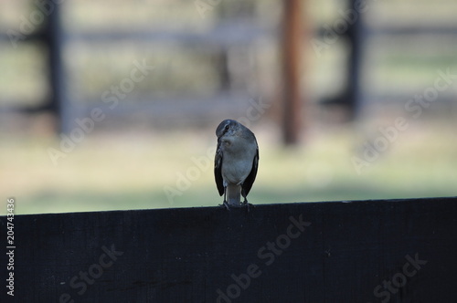 oiseau moqueur photo