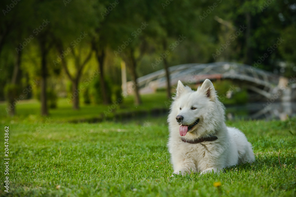 Gorgeous samoyed on an alley in the park. Gorgeous samoyed on an alley in the park.