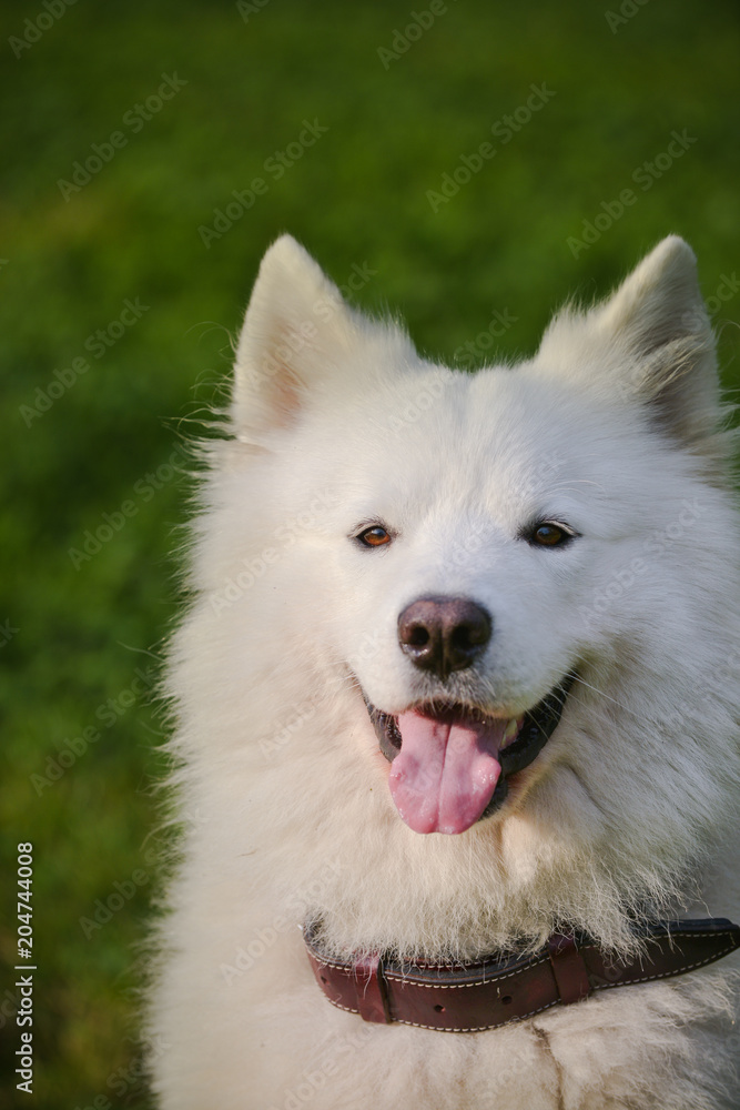 Gorgeous samoyed on an alley in the park. Gorgeous samoyed on an alley in the park.