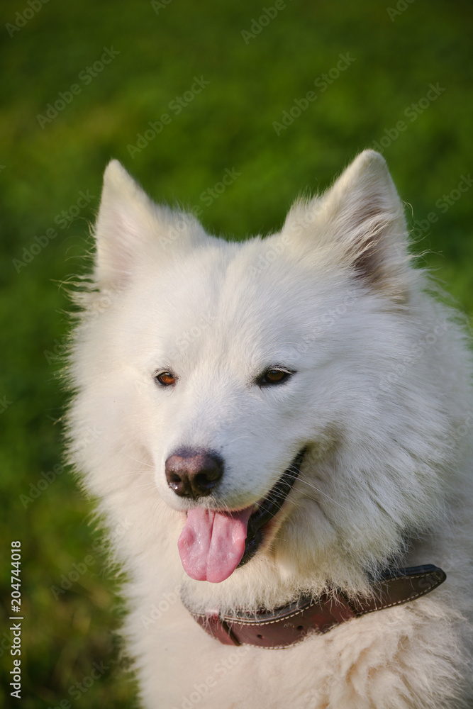 Gorgeous samoyed on an alley in the park. Gorgeous samoyed on an alley in the park.